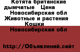 Котята британские дымчатые › Цена ­ 3 000 - Новосибирская обл. Животные и растения » Кошки   . Новосибирская обл.